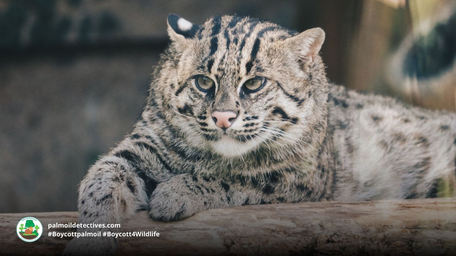 Fishing Cat Prionailurus viverrinus - Asia