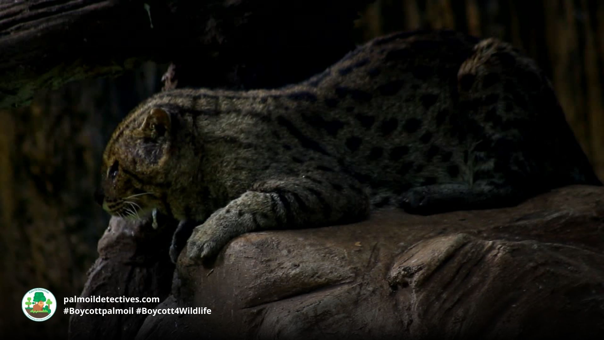 Fishing Cat Prionailurus viverrinus - Asia