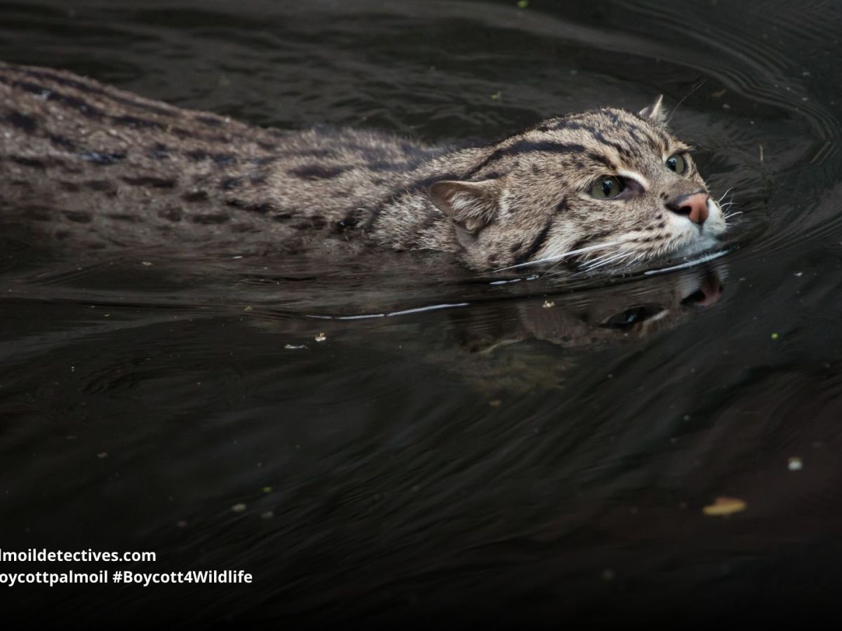 Fishing Cat Prionailurus&nbsp;viverrinus