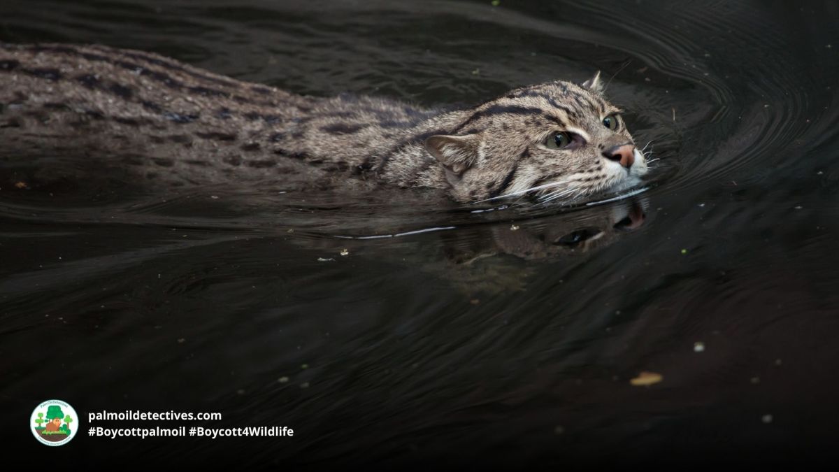 Fishing Cat Prionailurus&nbsp;viverrinus