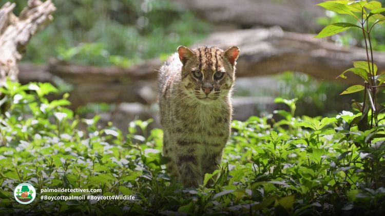 Fishing Cat Prionailurus viverrinus - Asia