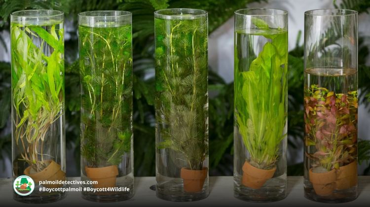 Green algae by Wichit on Getty Images