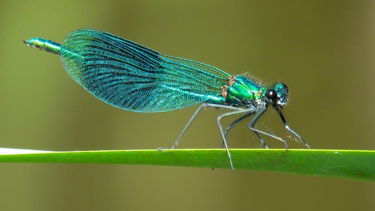 Not all species are struggling: one UK study shows an increase in freshwater insects such as the damselfly. Shutterstock