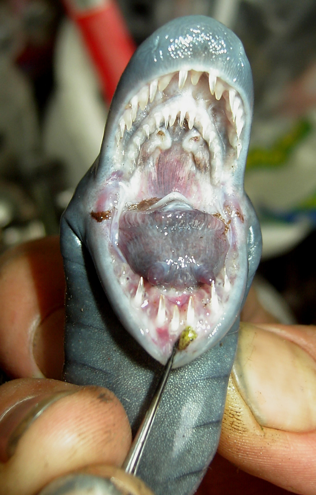 Caecilians: secretive, strange and slithering underground dwellers in tropical rainforests