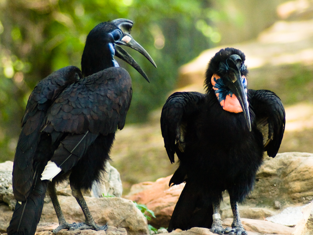 Two hornbills