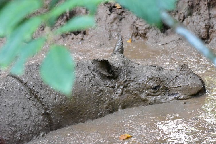 In addition to the need for food, Sumatran and Javan rhinos also need habitats that allow them to wallow. Sunarto