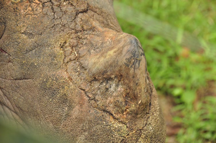 Rhino horns are sought by hunters and poachers. Photo: Sunarto
