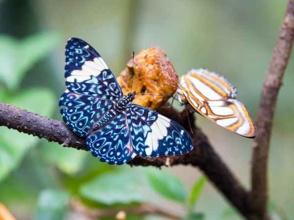 Research: Climate Change Collapsing Insect Numbers by&nbsp;63%