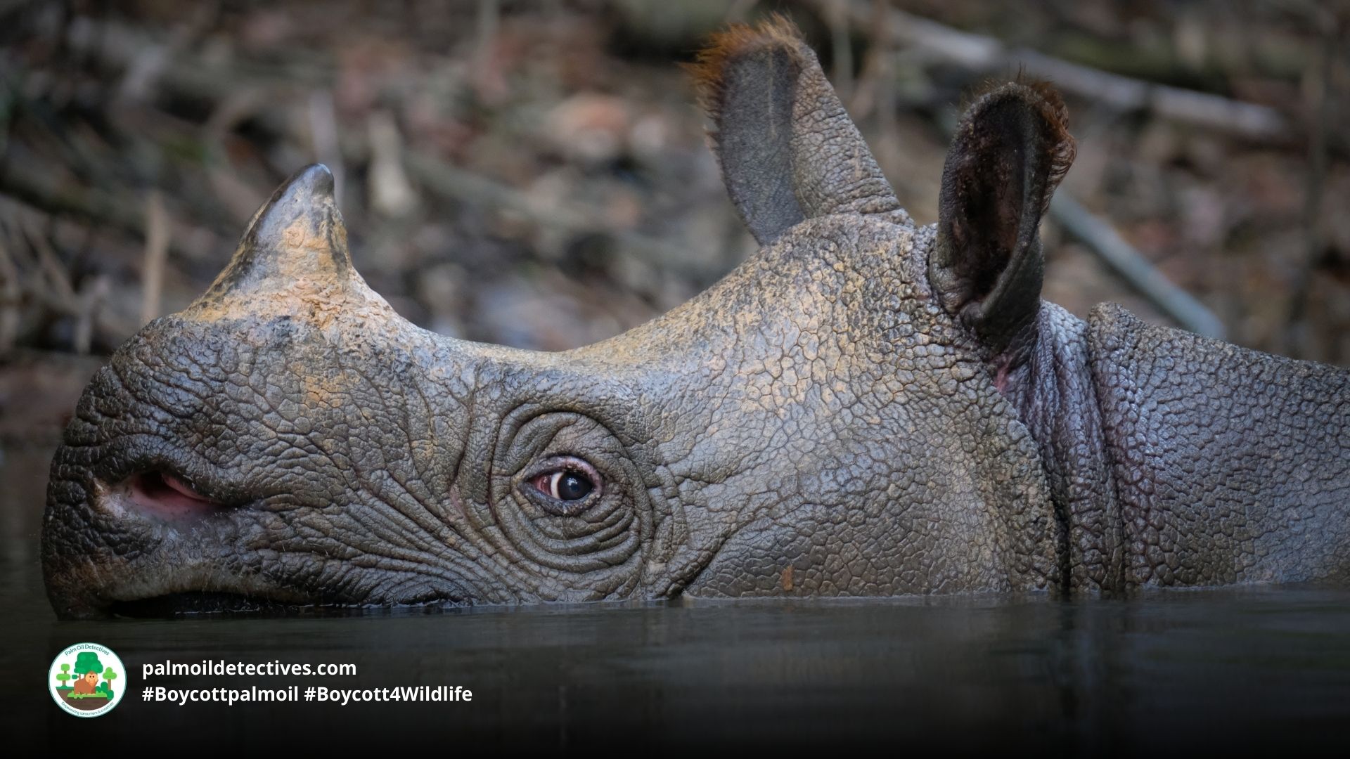 Javan Rhino close up Tobias Nolan for Getty Images