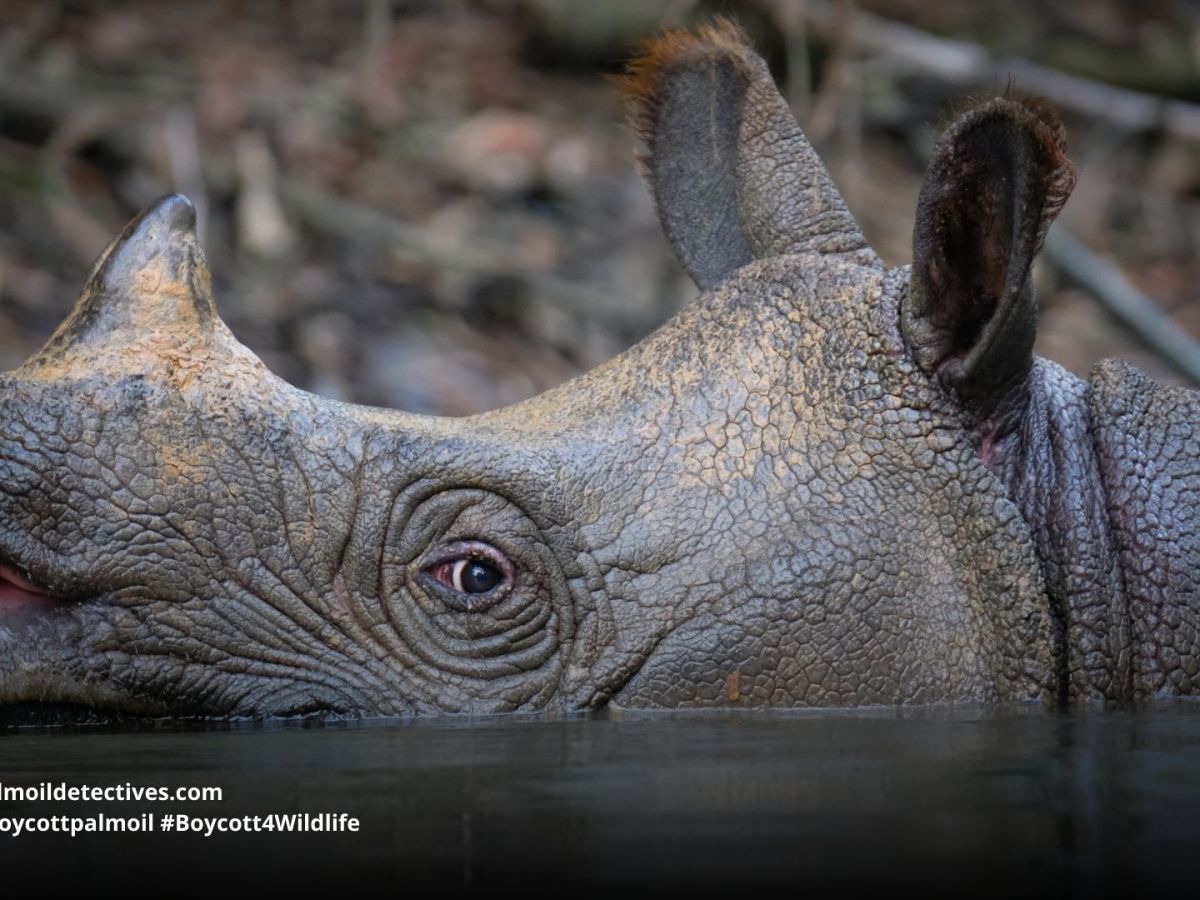 Celebrate #WorldRhinoDay by leaving the forests alone and #Boycottpalmoil in the supermarket to save&nbsp;Rhinos