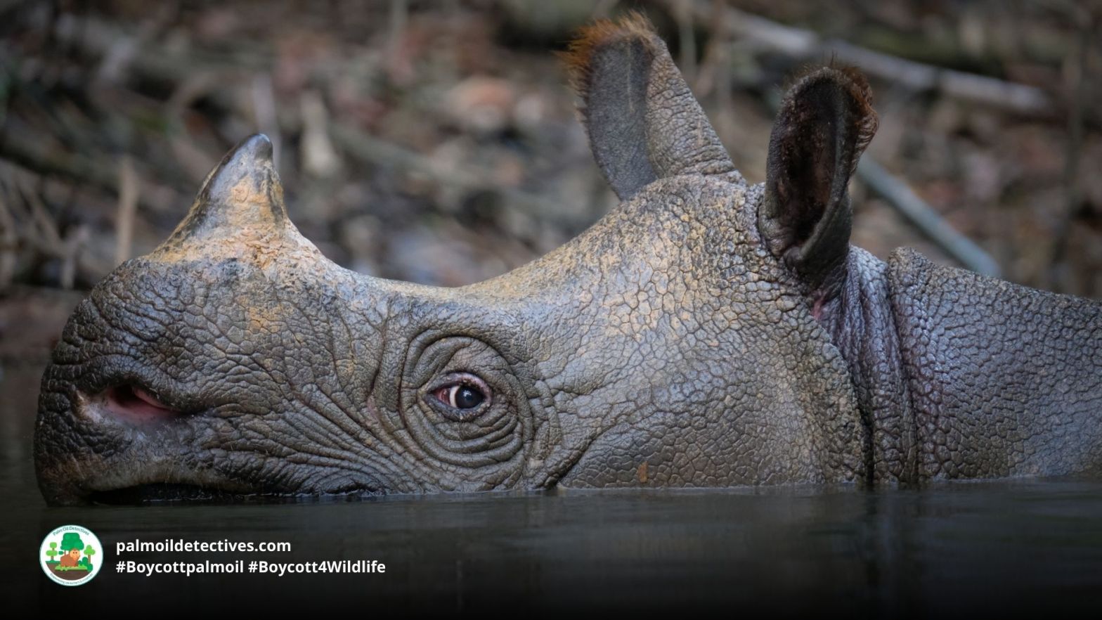 Javan Rhino close up Tobias Nolan for Getty Images