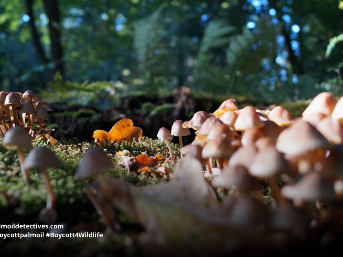 How the humble mushroom could save forests and fight climate&nbsp;change