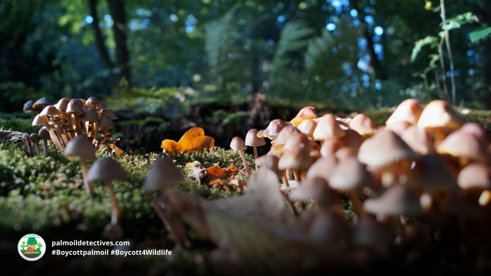 Mushrooms on the forest floor by Wooter Penning for Pexels