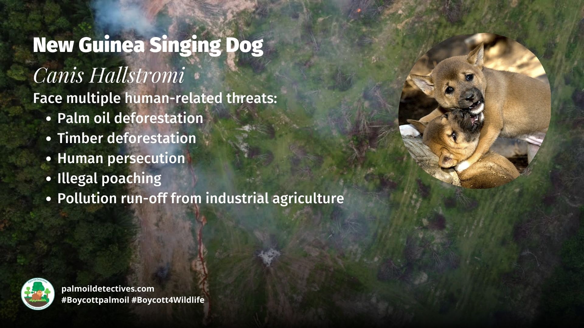 New Guinea Singing Dog Canis hallstromi - Papua Threats