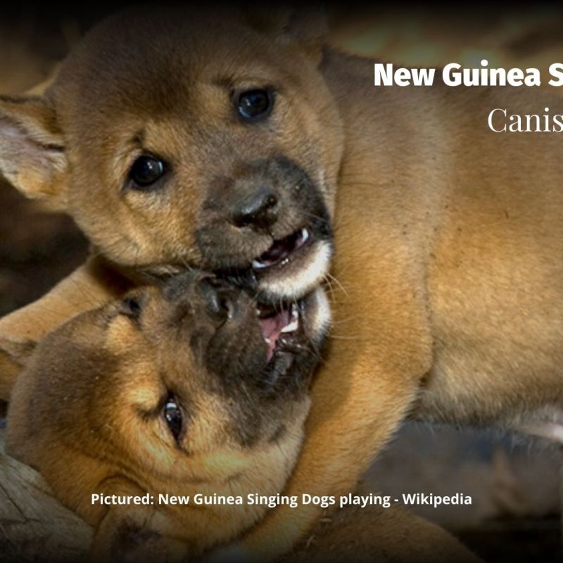 New Guinea Singing Dog Canis&nbsp;hallstromi