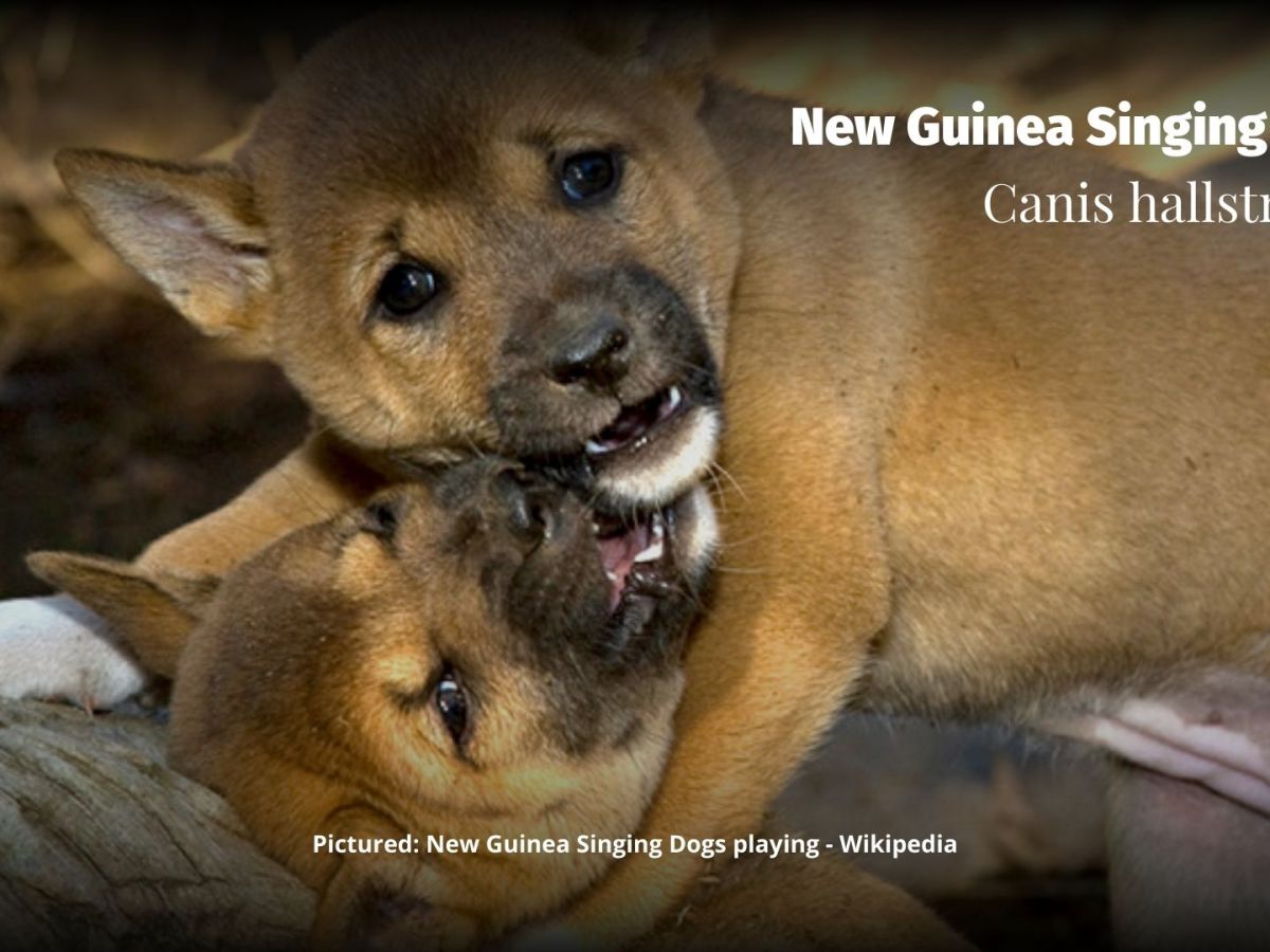New Guinea Singing Dog Canis&nbsp;hallstromi