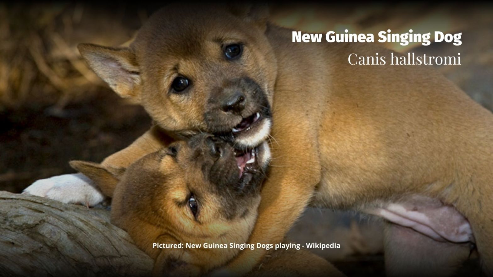 New Guinea Singing Dog Canis hallstromi - Papua