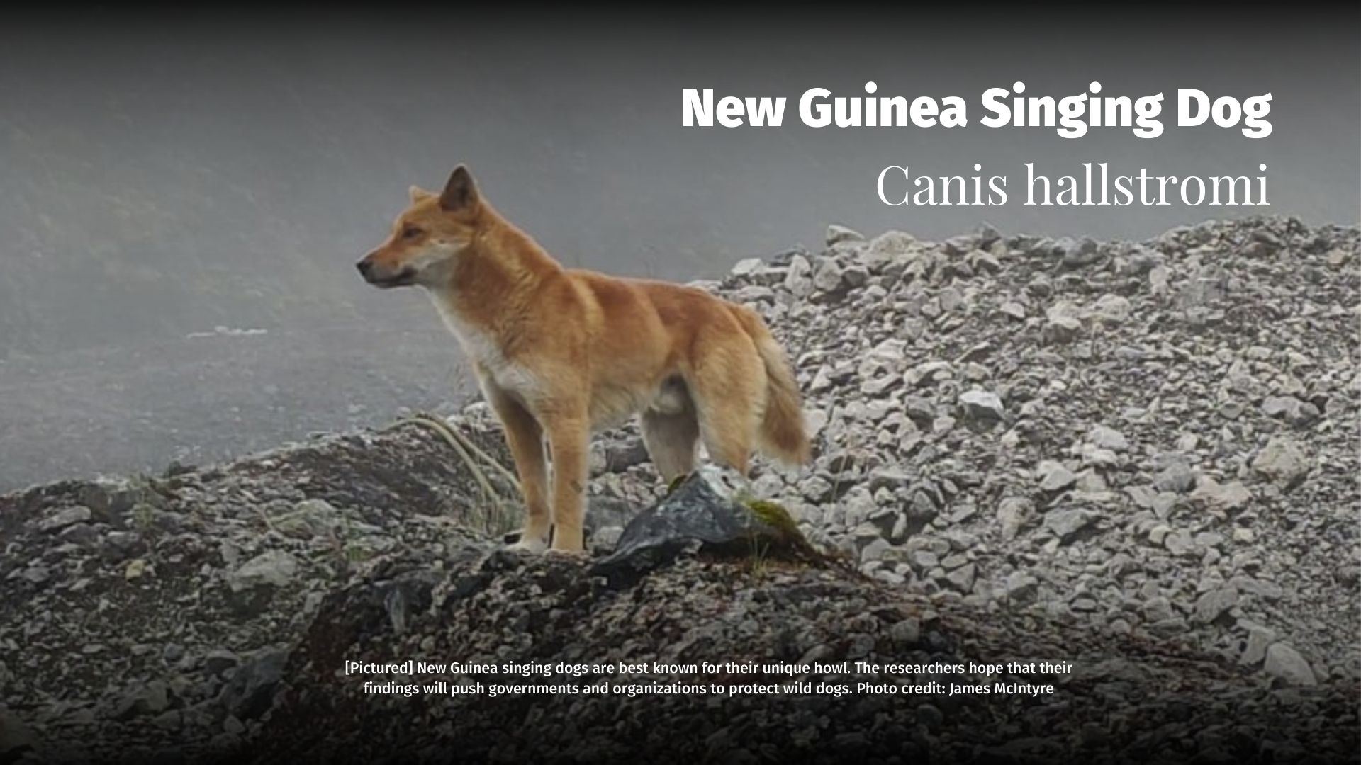 New Guinea Singing Dog Canis hallstromi - Papua