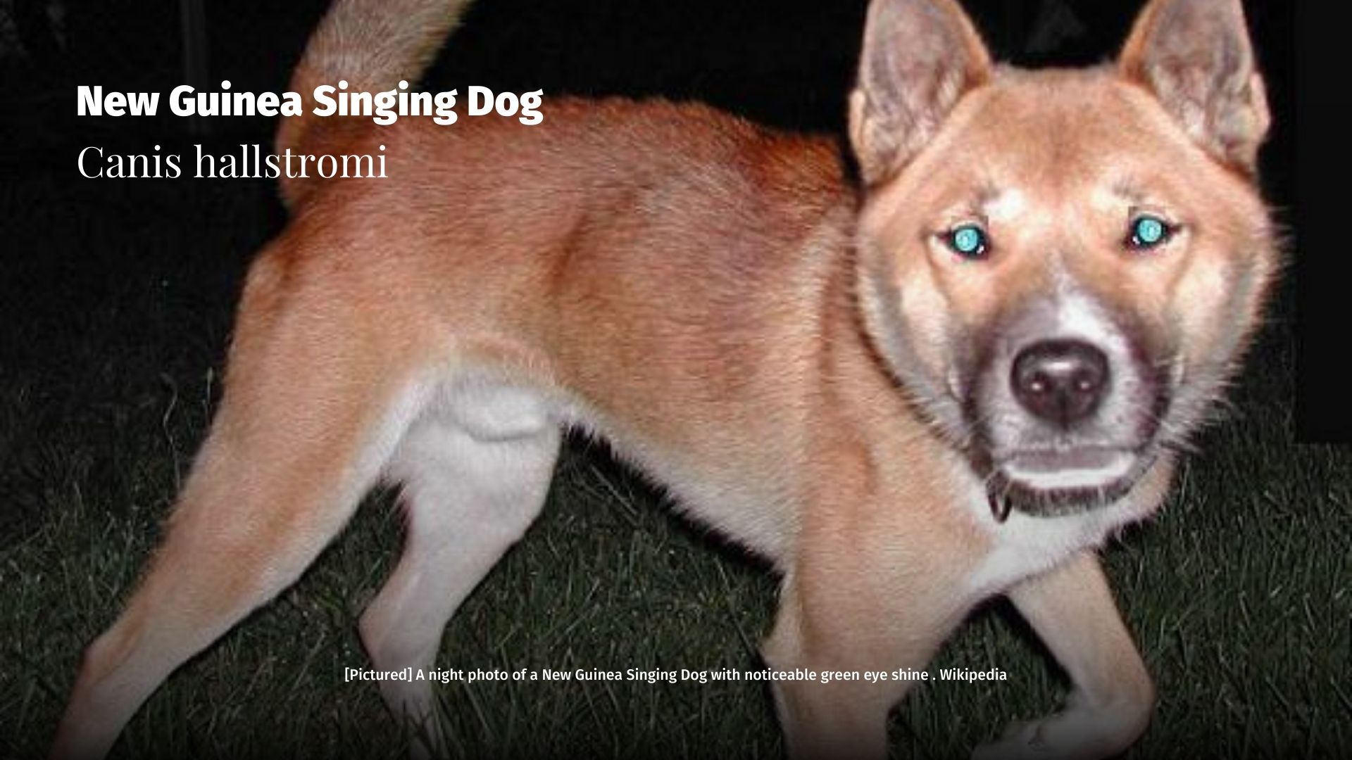 New Guinea Singing Dog Canis hallstromi - Papua