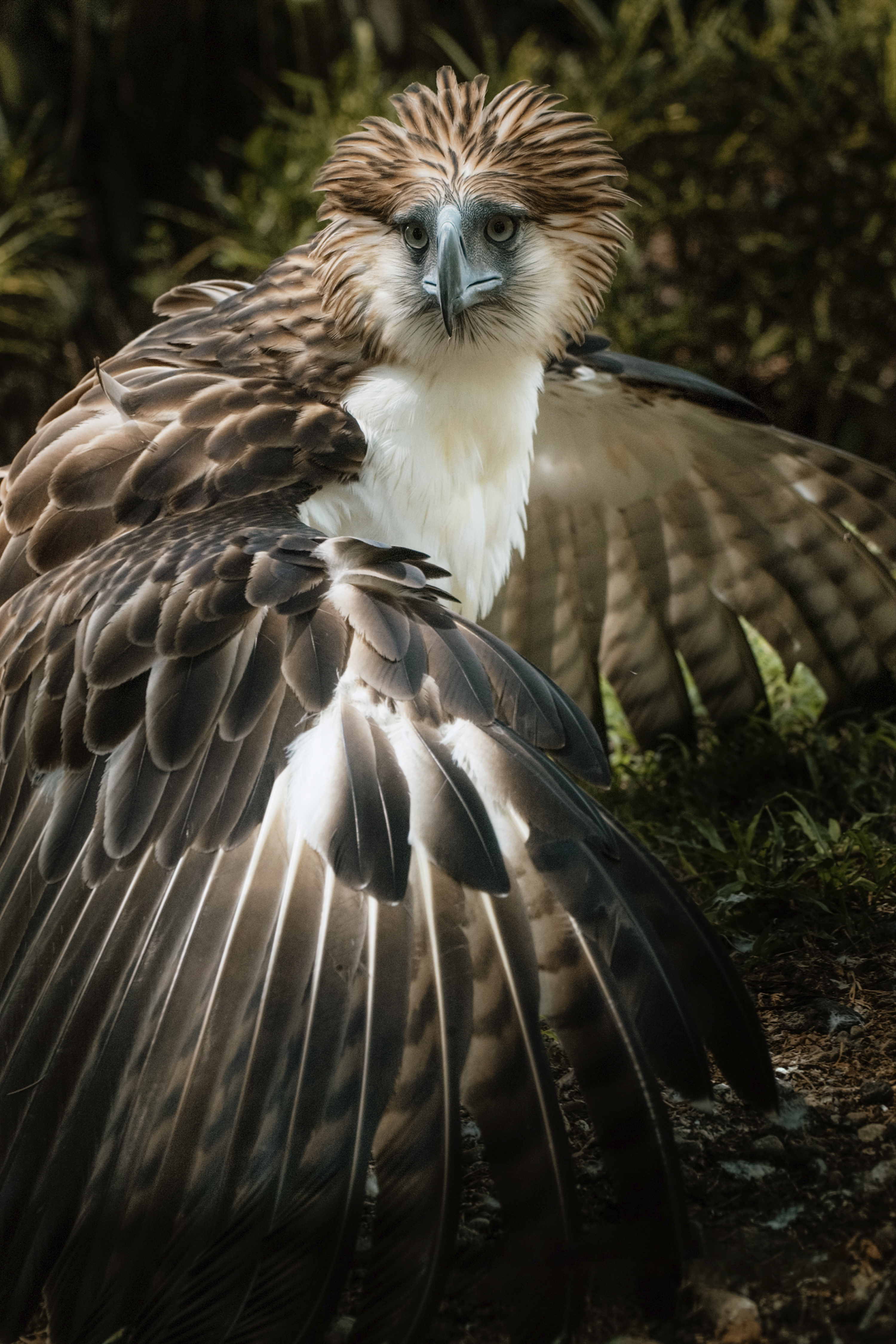 Noblest_Flyer_Philippine_Eagle