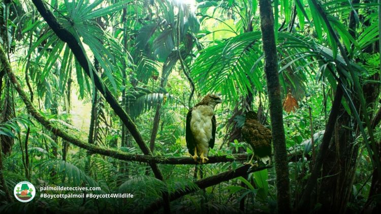 Papuan eagle Harpyopsis novaeguineae- Papua New Guinea 3