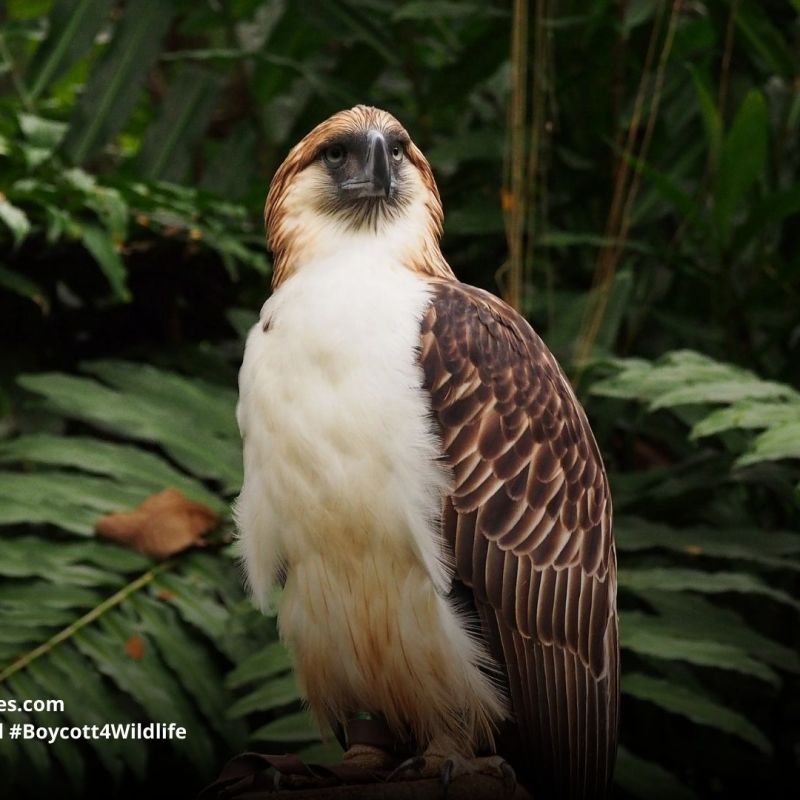 Philippine Eagle Pithecophaga&nbsp;jefferyi