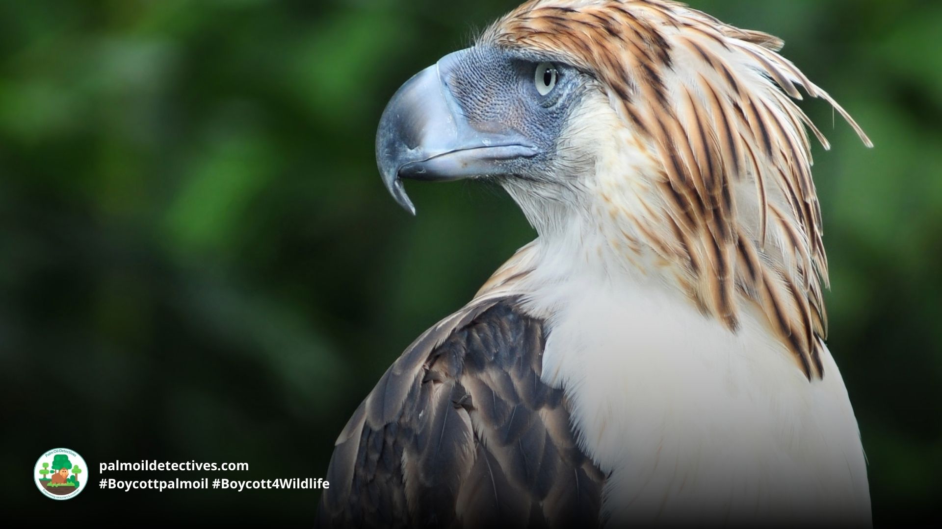 Philippine Eagle Pithecophaga jefferyi 4