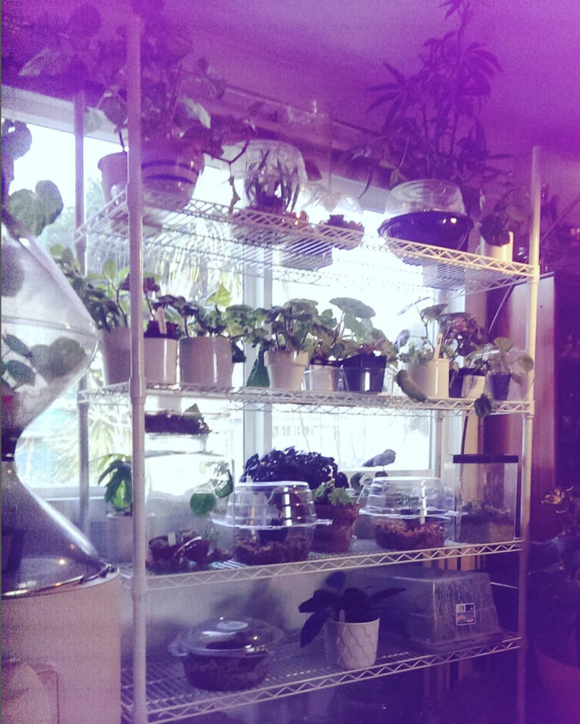 Mel Lumby's carefully curated and cultivated begonias