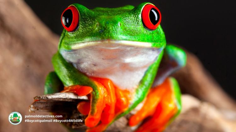 Red Eyed Tree Frog by Getty Images