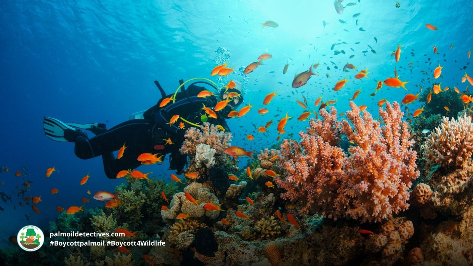 Scuba diving by ultramarinphoto on Getty Images