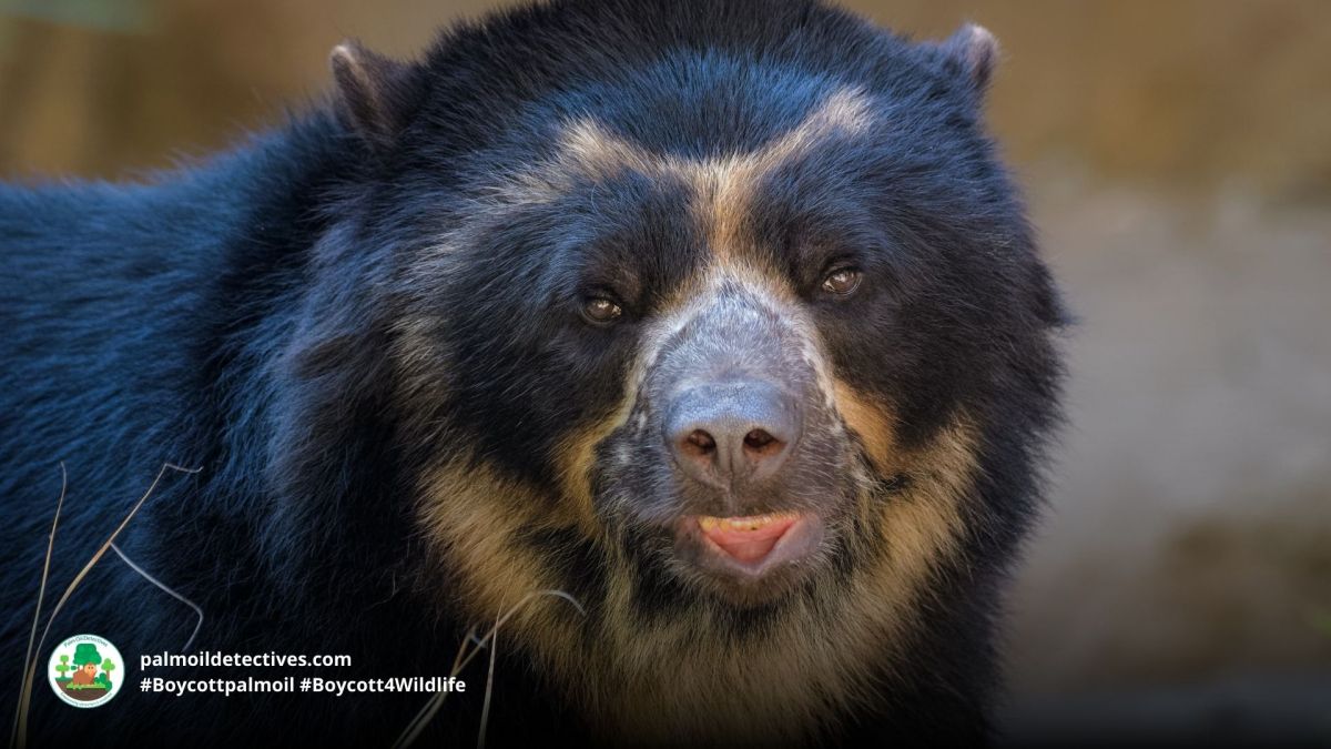 Spectacled Bear Tremarctos&nbsp;ornatus