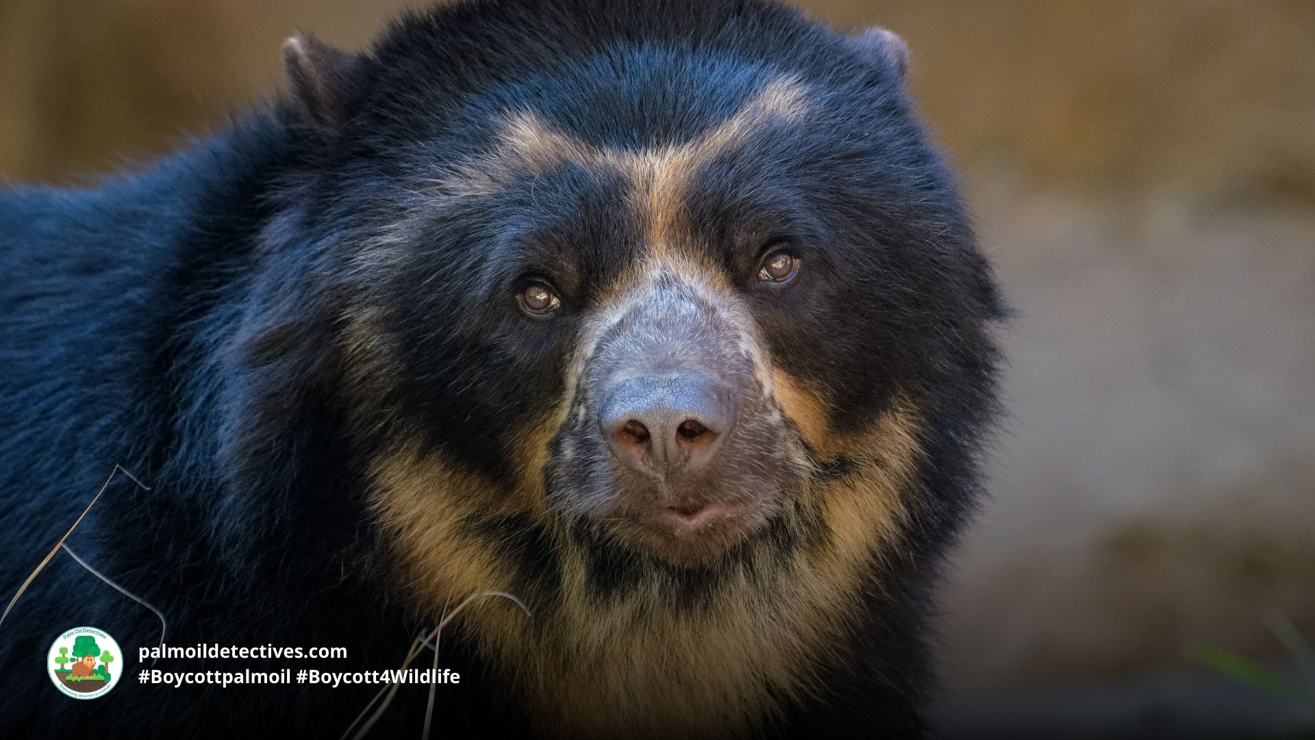 Spectacled Bear close up by Thornsten Sporlein 2 for Getty Images