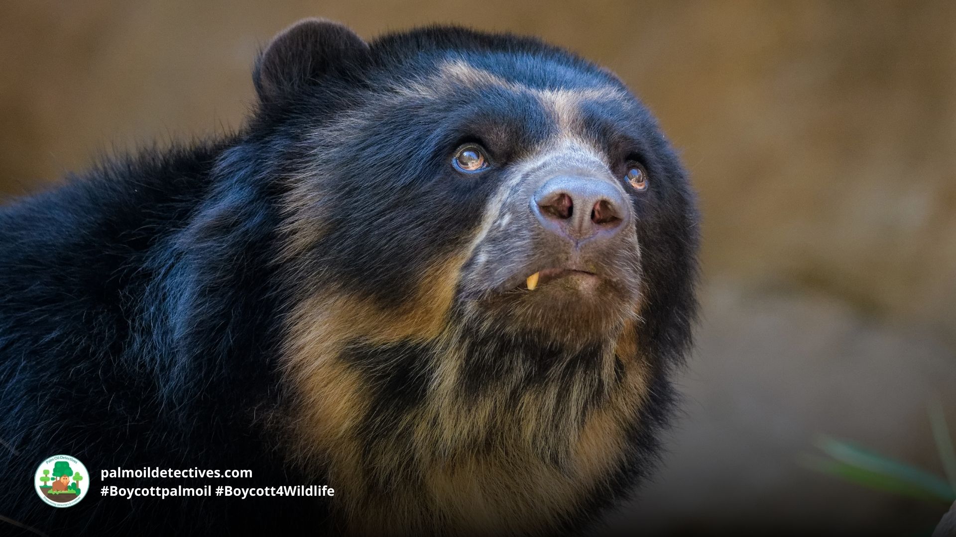 Spectacled Bear close up by Thornsten Sporlein for Getty Images (2)