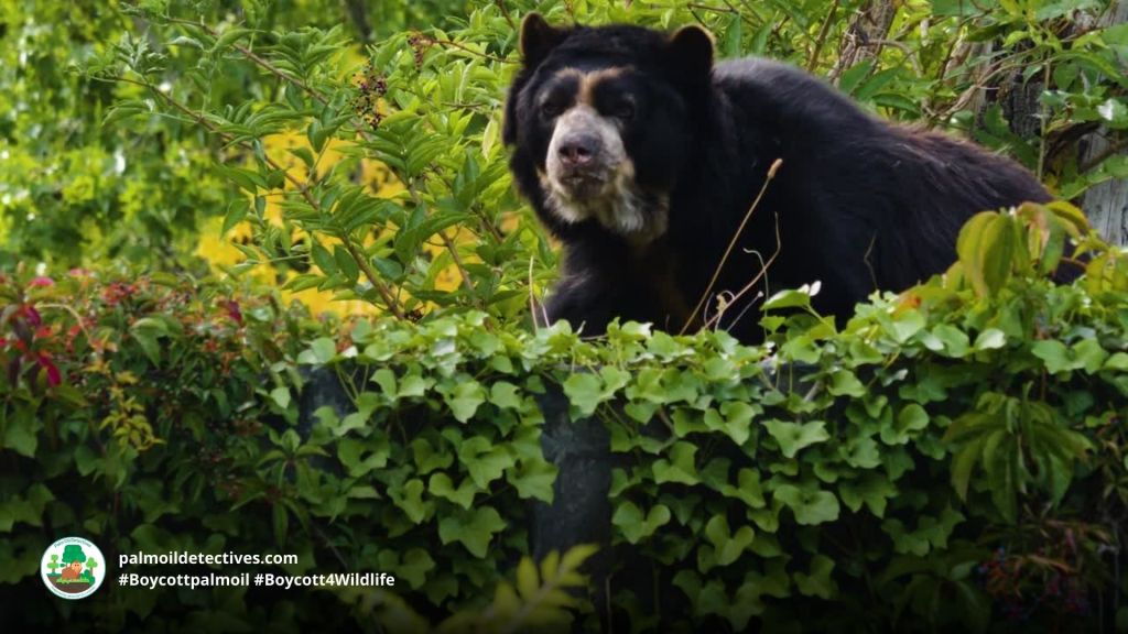 Spectacled Bear close up by Thornsten Sporlein for Getty Images
