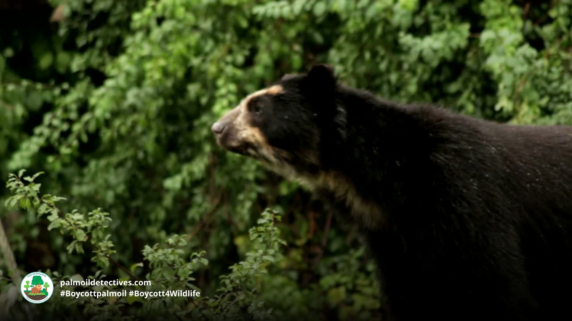 Spectacled Bear in bushes by GDM Pro for Getty Images