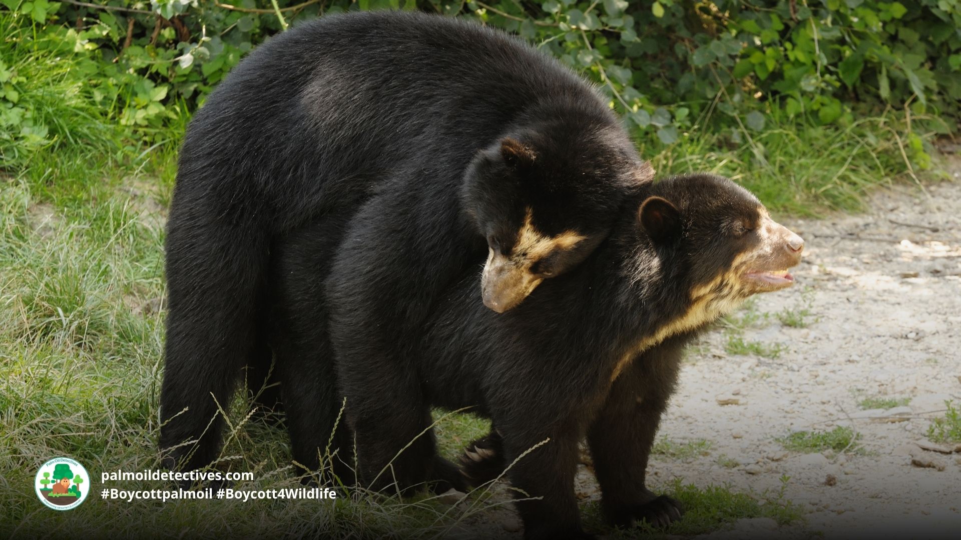 Spectacled Bears play fighting by Ales Veluscek for Getty Images Signature