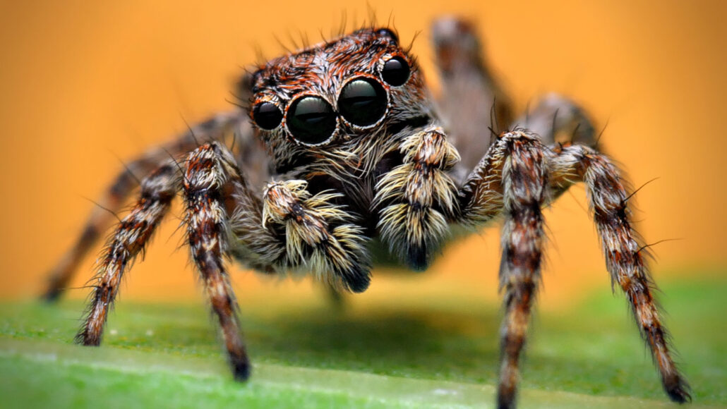 Online news stories about people’s encounters with spiders, such as this harmless jumping spider, often contain errors or overhyped language, a new study finds. XBN83/MOMENT/GETTY IMAGES PLUS