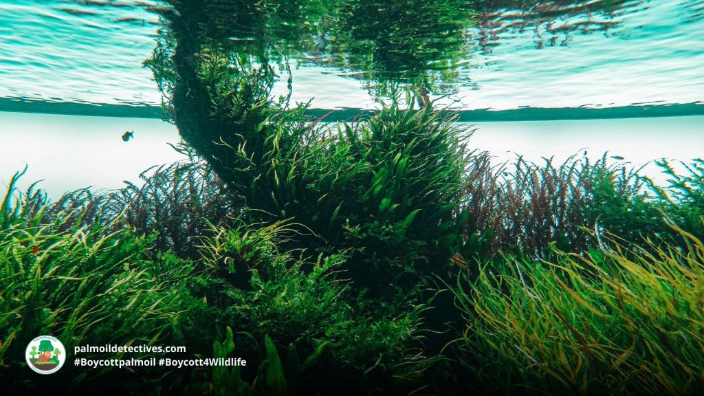 Submerged algae and seaweed Lucas B Bracht on Getty Images