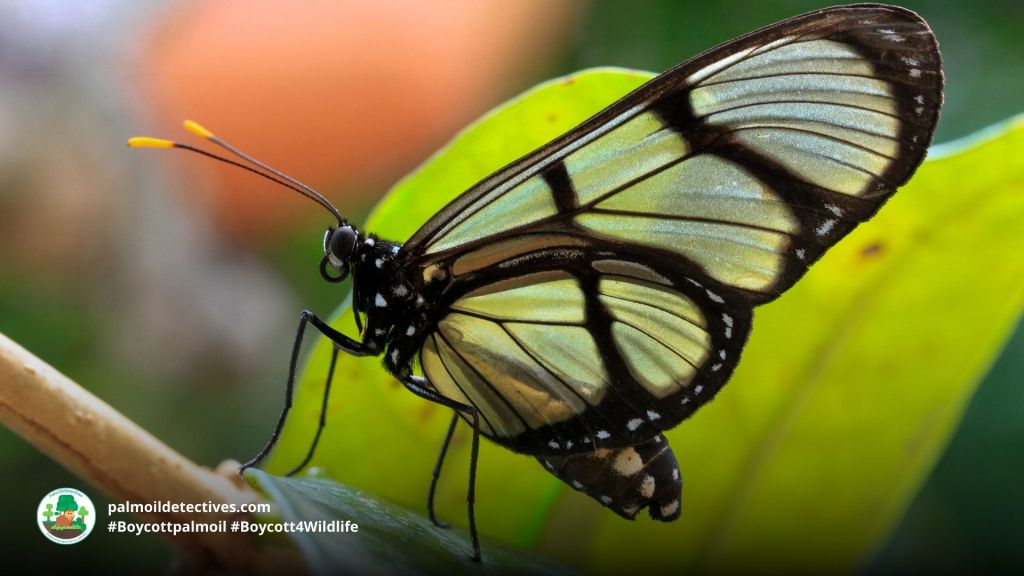 The Glasswing Butterfly by Erica Ruth Neubauer for Getty Images