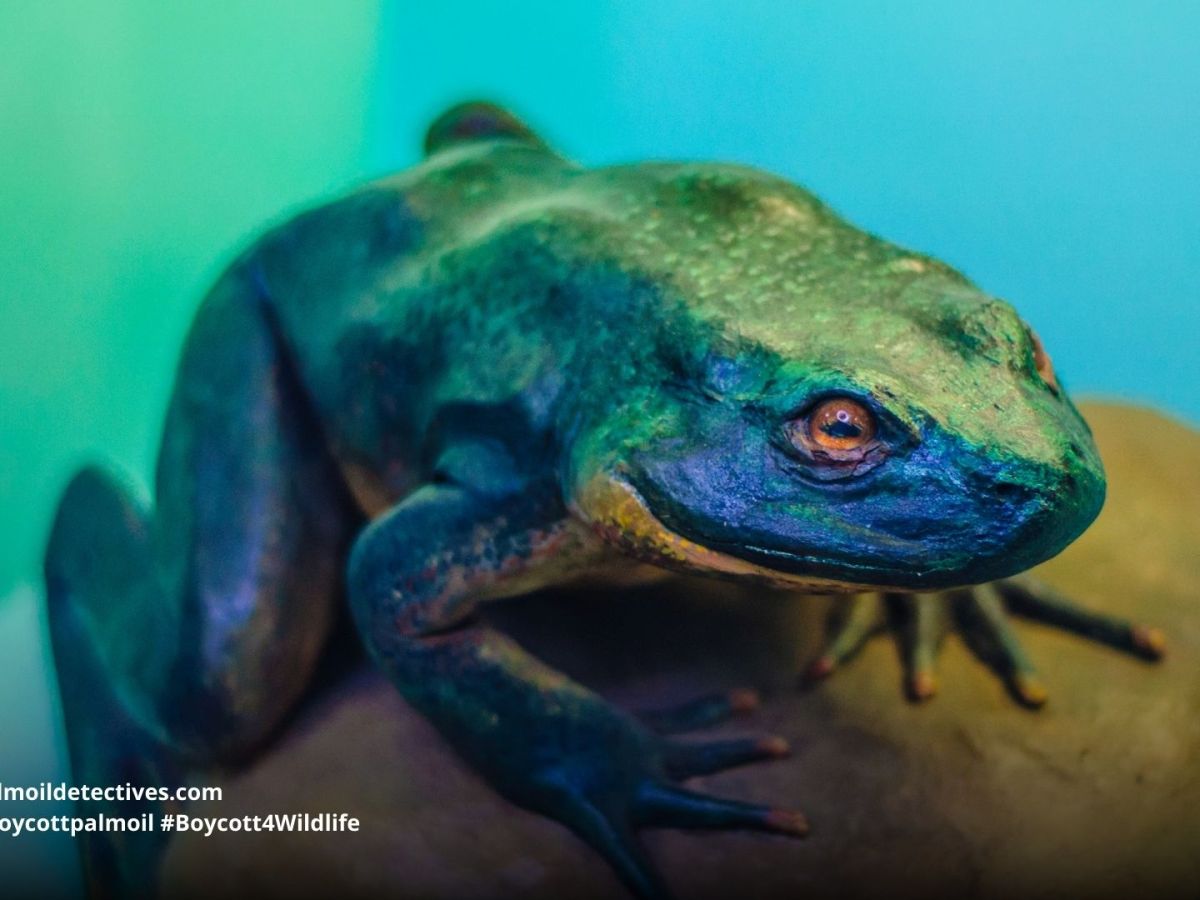 Amphibians Glow in Ways People Can’t&nbsp;See