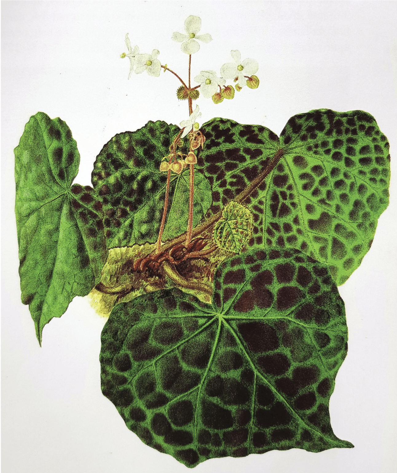 Watercolour painting of Begonia rajah of an original wild-collected plant grown in the Botanic Gardens, Singapore via Singapore Botanic Gardens.