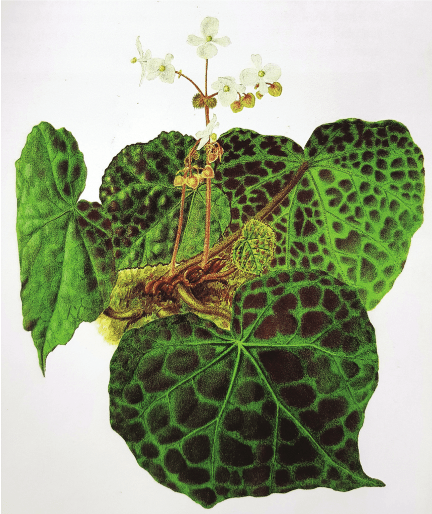 Watercolour painting of Begonia rajah of an original wild-collected plant grown in the Botanic Gardens, Singapore via Singapore Botanic Gardens.