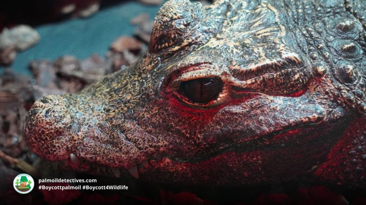 African Dwarf Crocodile Osteolaemus tetraspis