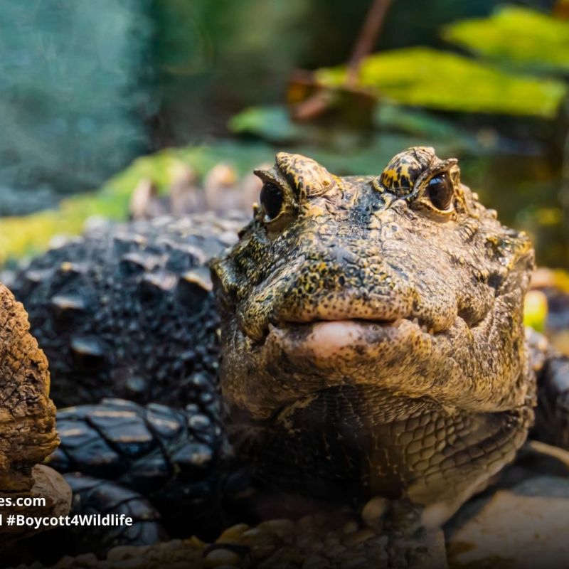 African Dwarf Crocodile Osteolaemus&nbsp;tetraspis