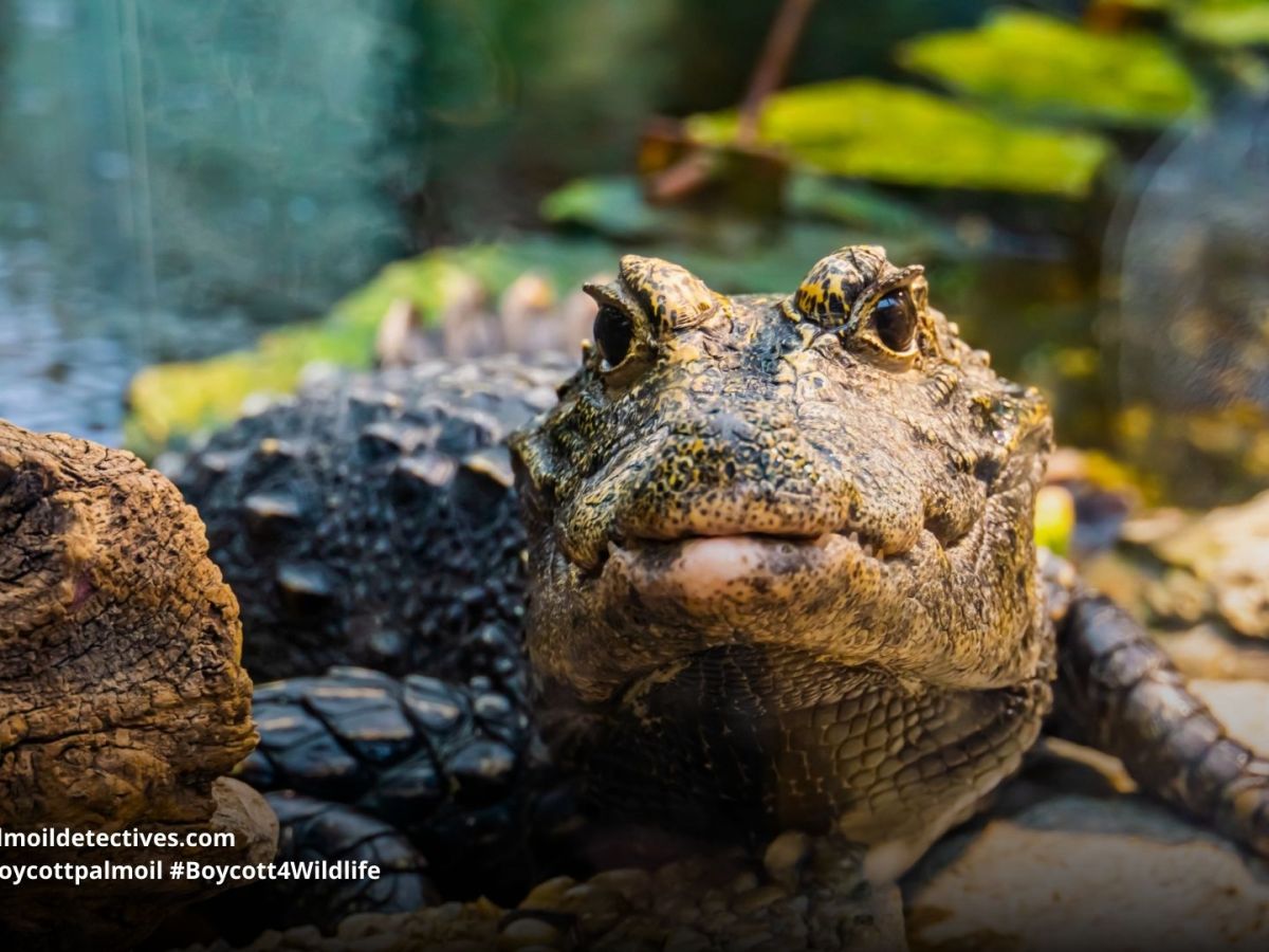 African Dwarf Crocodile Osteolaemus&nbsp;tetraspis