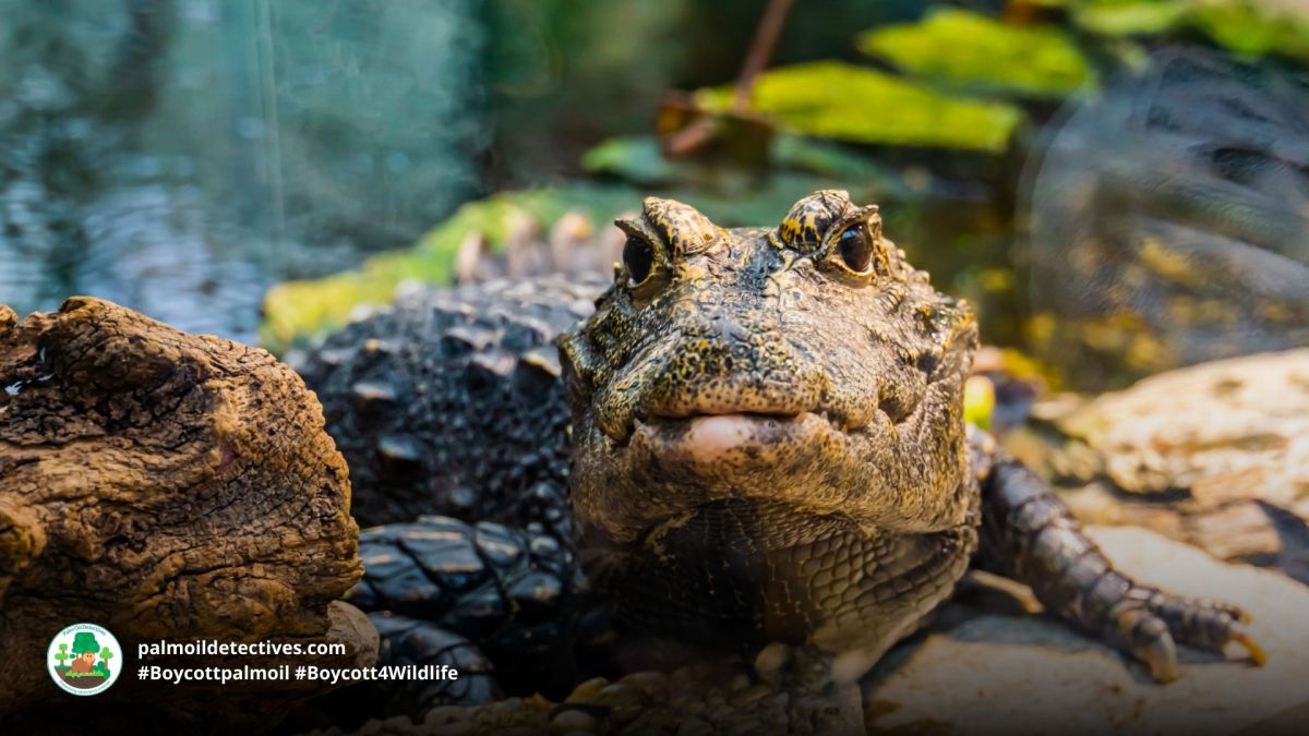 African Dwarf Crocodile Osteolaemus&nbsp;tetraspis