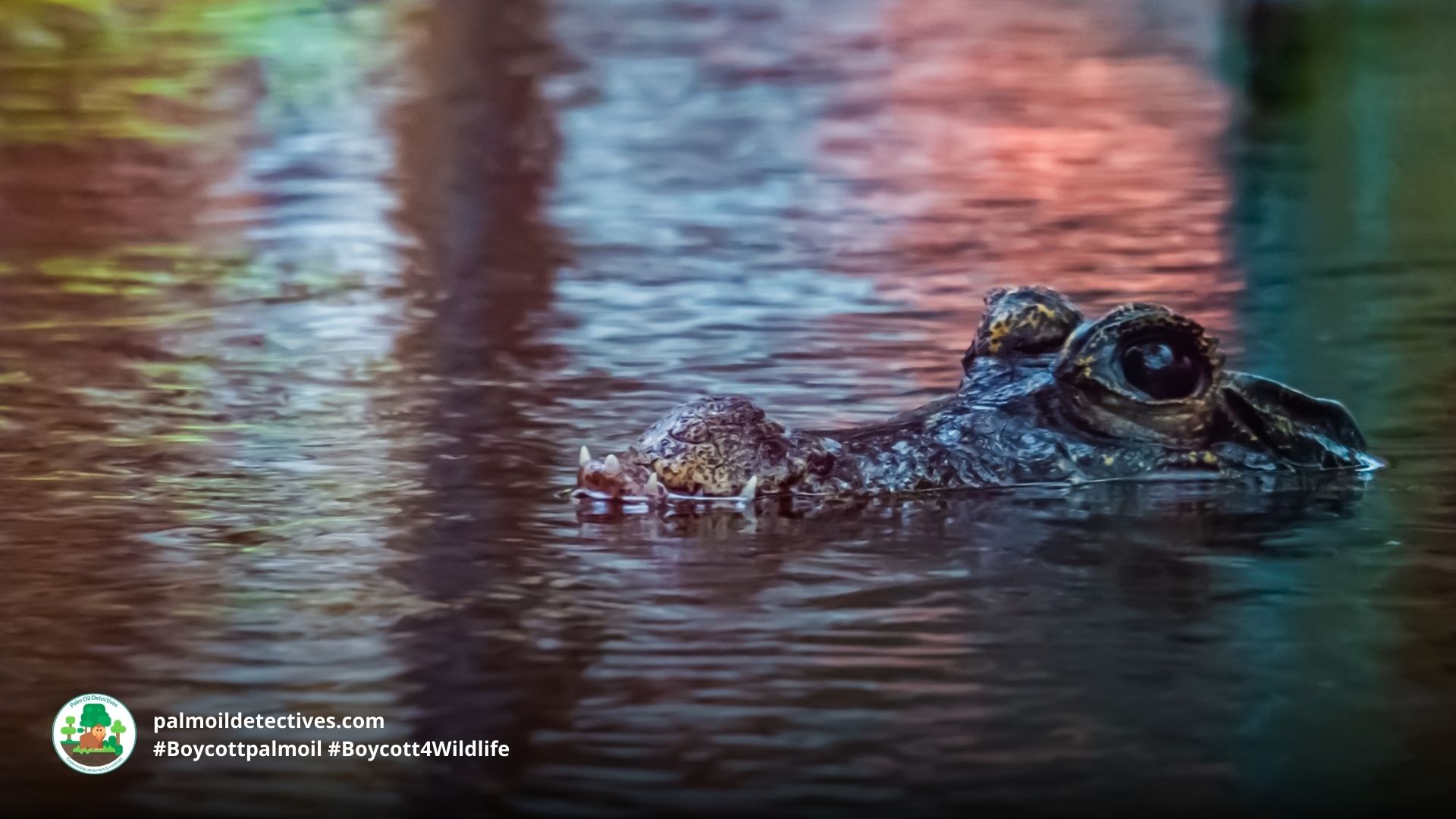 African Dwarf Crocodile Osteolaemus tetraspis