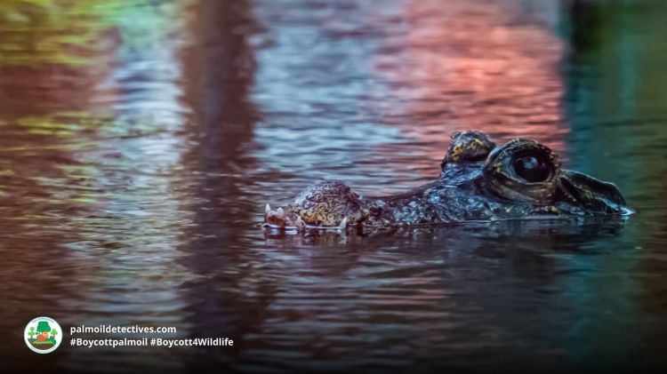 African Dwarf Crocodile Osteolaemus tetraspis
