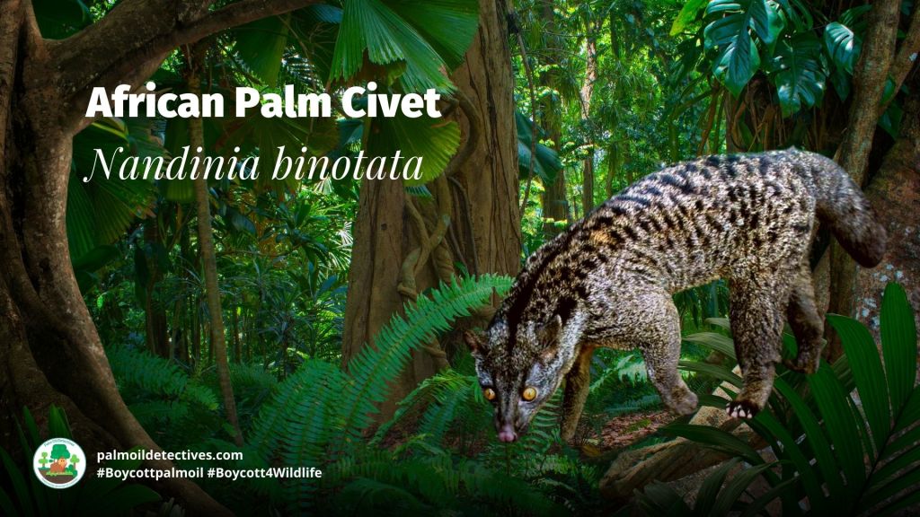 African Palm Civet Nandinia binotata - Africa