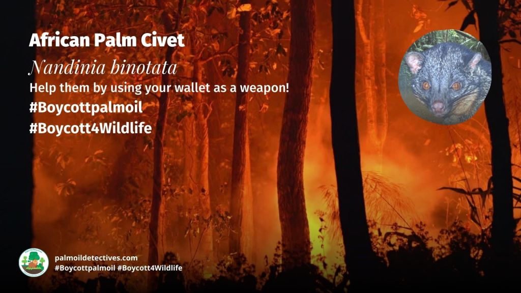 African Palm Civet Nandinia binotata - Africa